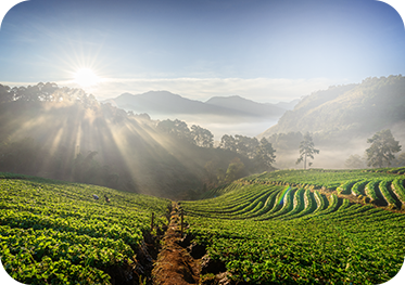 Coffee Farm
